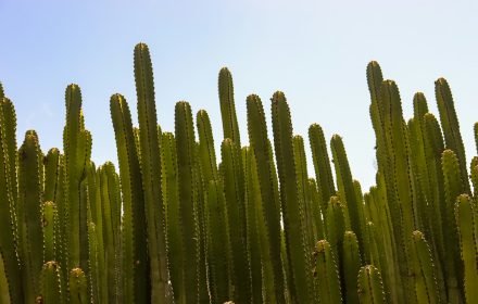 Gestión de casas vacacionales en Canarias